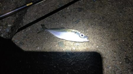 お祭り終わるも思わぬ大物が!