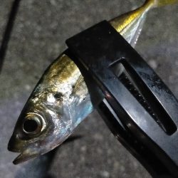 仕事終わりに初釣り場にて。