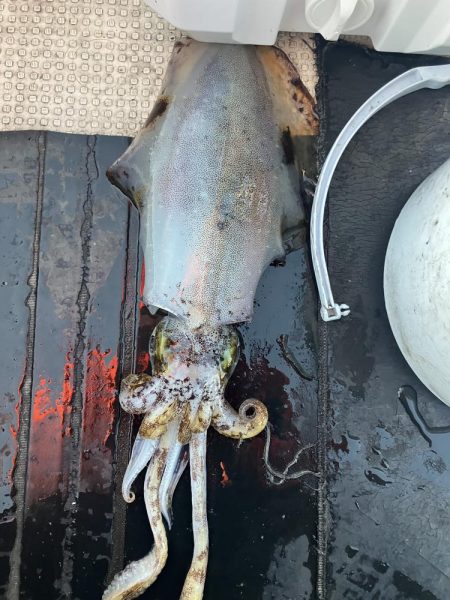 たかたかの釣り日記