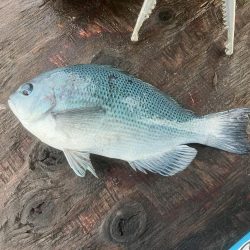 久々の筏釣り