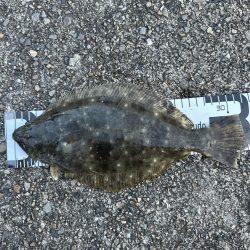 ついにヒラメゲット