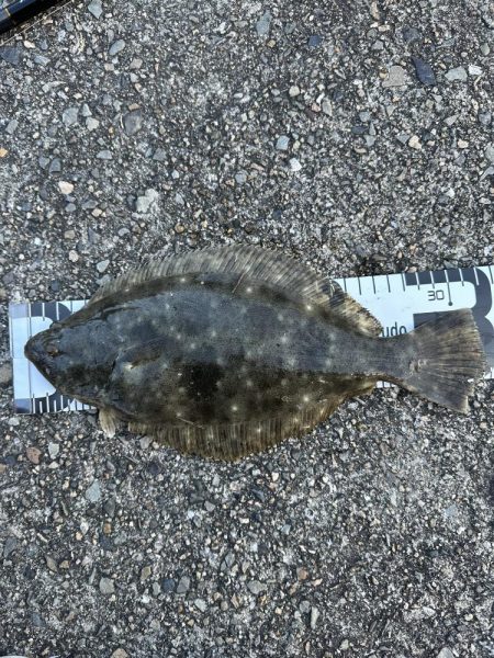 ついにヒラメゲット