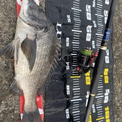 久々のチヌ45センチオーバー