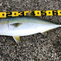 厳しくなったノマセ釣り