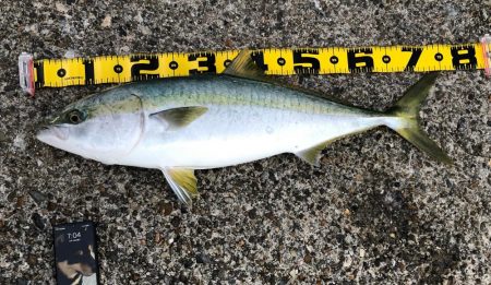 厳しくなったノマセ釣り