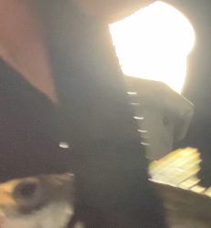 ロッジ舞洲サビキアジ釣り夜釣り