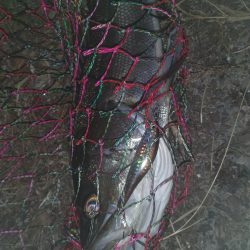 冬シーバス調査②