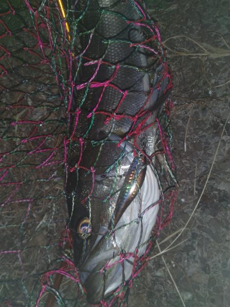 冬シーバス調査②