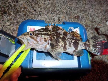 2023/12/02 南港ライトゲーム釣行 (アジ狙い)