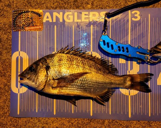 今治出張中、休み取れましたのでフカセ釣り第3戦✨