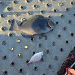 フカセ‥最高ですネ・・