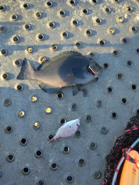 フカセ‥最高ですネ・・