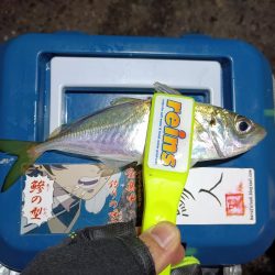 2023/12/04 南港ライトゲーム釣行 (アジ狙い)