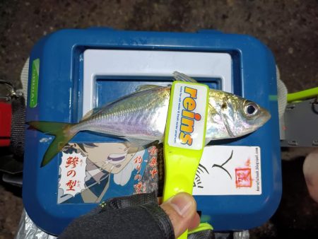 2023/12/04 南港ライトゲーム釣行 (アジ狙い)