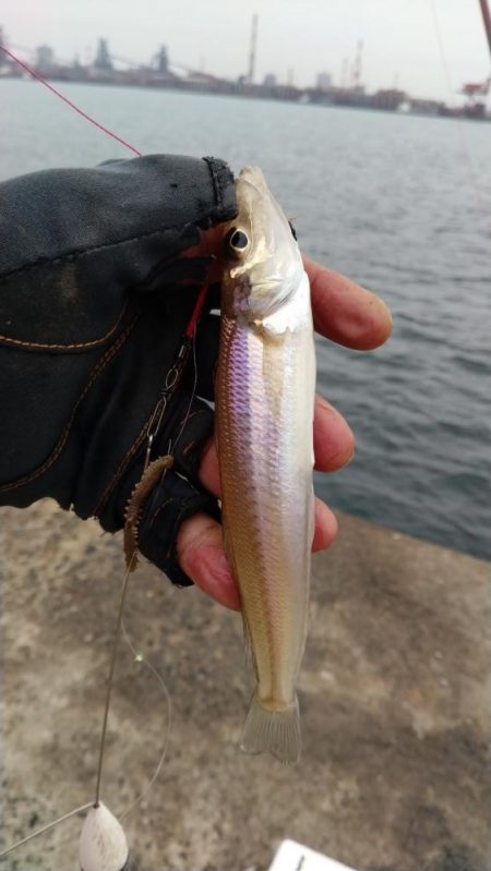 近場のキスが厳しくなりました