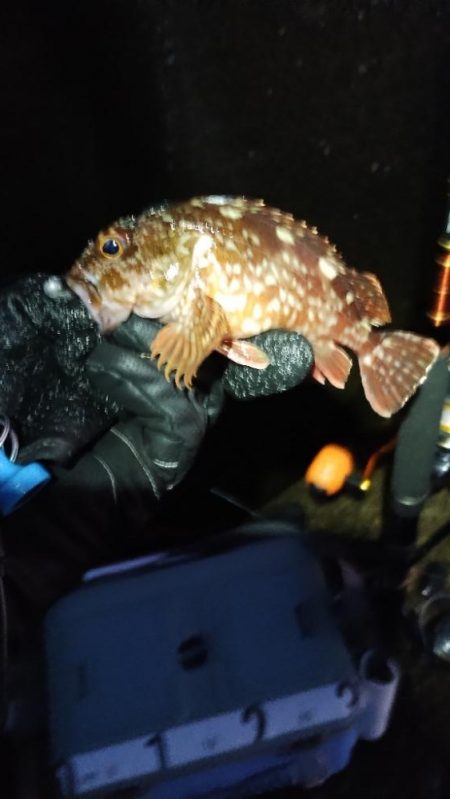 なんとかガシラ