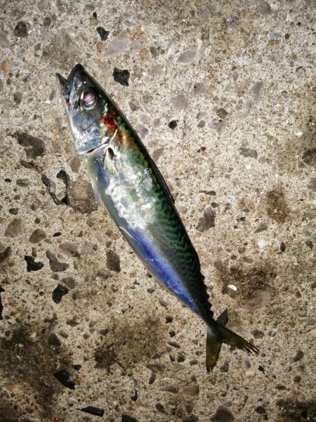 まだ釣れてます