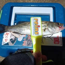 2023/12/06 南港ライトゲーム釣行 (アジ狙い)