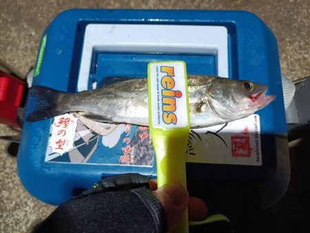 2023/12/06 南港ライトゲーム釣行…