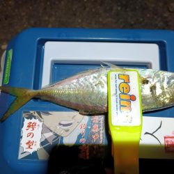 2023/12/08 南港ライトゲーム釣行 (アジ狙い)