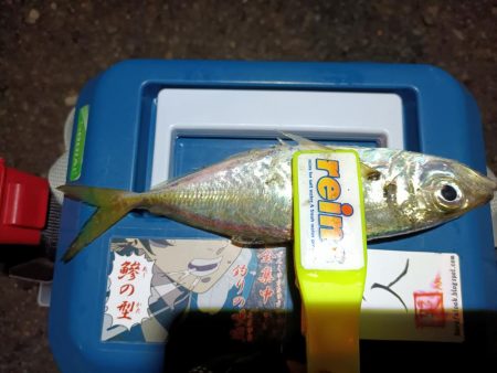 2023/12/08 南港ライトゲーム釣行 (アジ狙い)