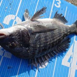 今治出張中、休み取れましたのでフカセ釣り第4戦✨