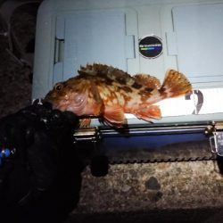 ガシラとは仲良し