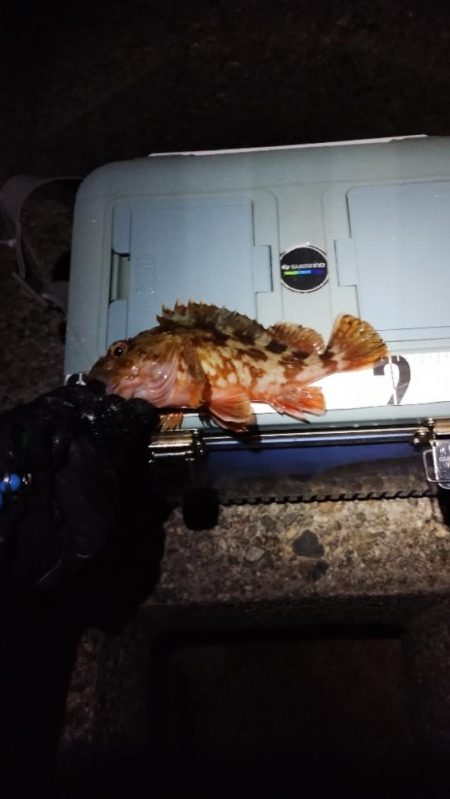 ガシラとは仲良し