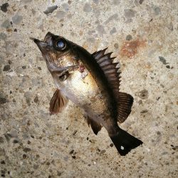 いい意味でいつも通りです