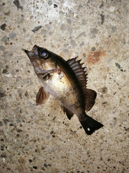 いい意味でいつも通りです