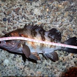 2023/12/12 南港ライトゲーム釣行 (ロックフィッシュ狙い!)