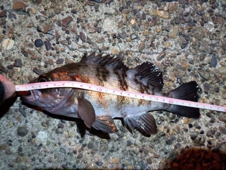 2023/12/12 南港ライトゲーム釣行 (ロックフィッシュ狙い!)