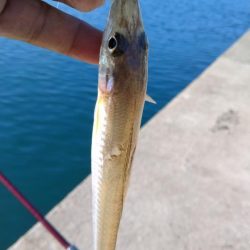 魚住漁港のキス調査