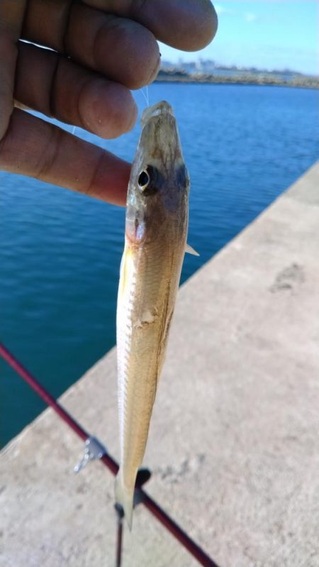 魚住漁港のキス調査