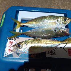 2023/12/13 南港ライトゲーム釣行 (アジ狙い)