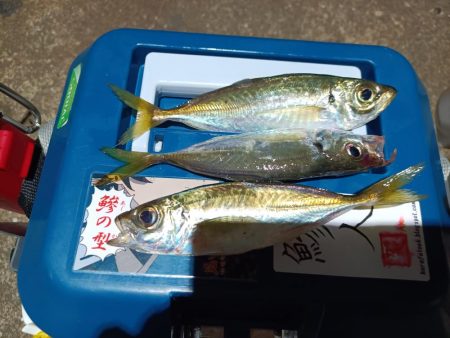 2023/12/13 南港ライトゲーム釣行…