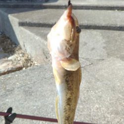 ハゼ釣りになりました