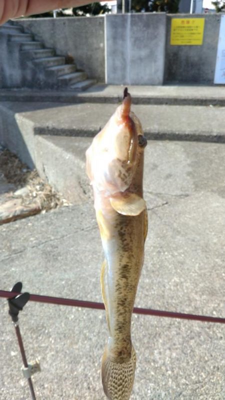 ハゼ釣りになりました