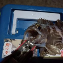 2023/12/17 南港ライトゲーム釣行 (ロックフィッシュ狙い)