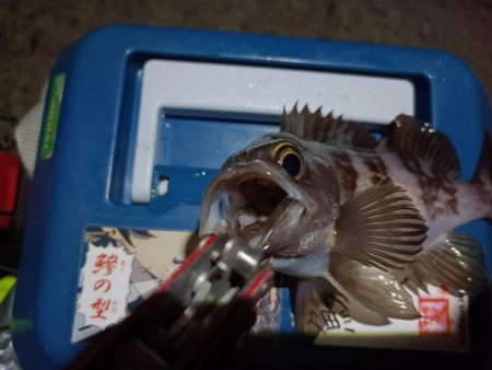 2023/12/17 南港ライトゲーム釣行 (ロックフィッシュ狙い)