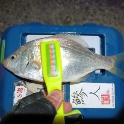 2023/12/18 南港ライトゲーム釣行 (アジ狙い)