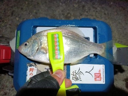 2023/12/18 南港ライトゲーム釣行 (アジ狙い)