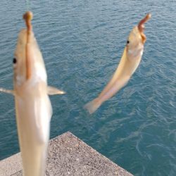 淡路島ランガン釣行