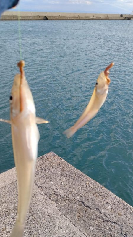 淡路島ランガン釣行