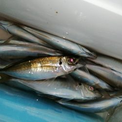 寒波がまいりました