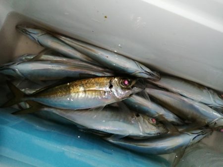 寒波がまいりました