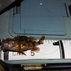 釣れると楽しい