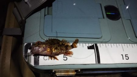 釣れると楽しい