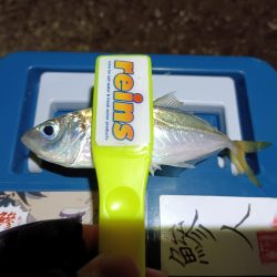 2023/12/26 南港ライトゲーム釣行 (ロックフィッシュ狙い)