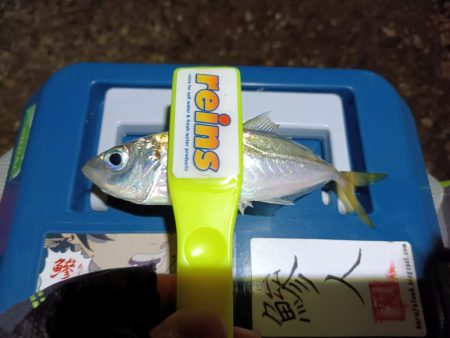 2023/12/26 南港ライトゲーム釣行 (ロックフィッシュ狙い)